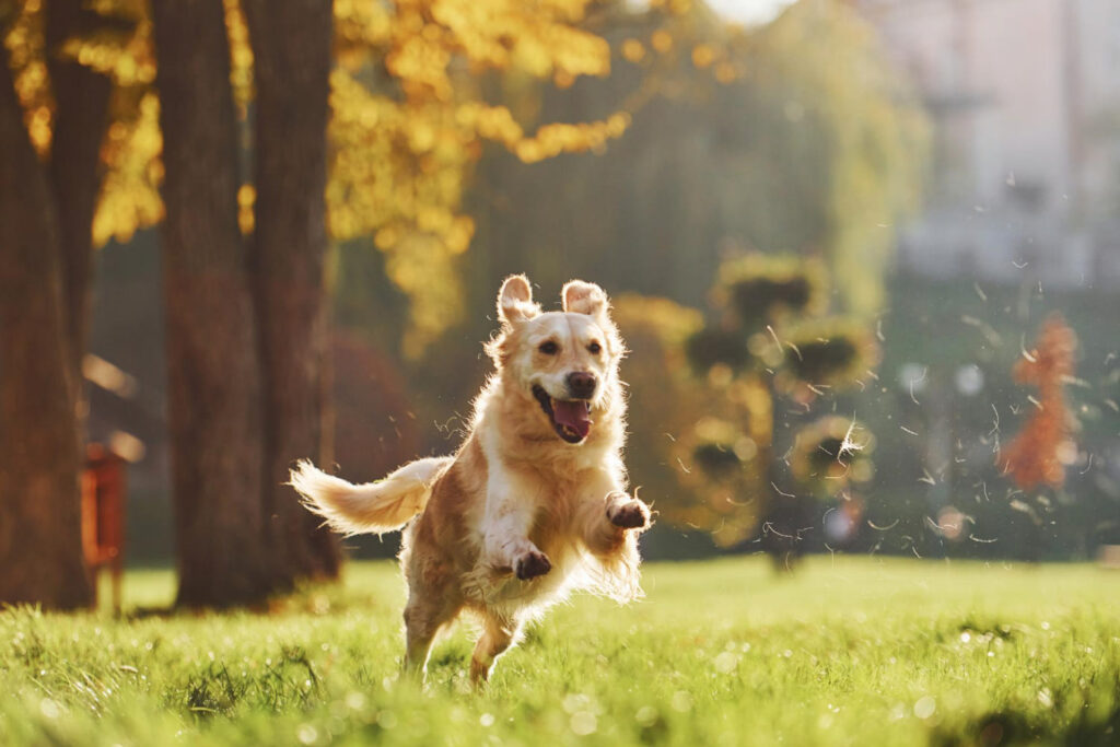 Foto en movimiento corriendo Hermoso perro Golden Retriever tiene un paseo al aire libre en el parque