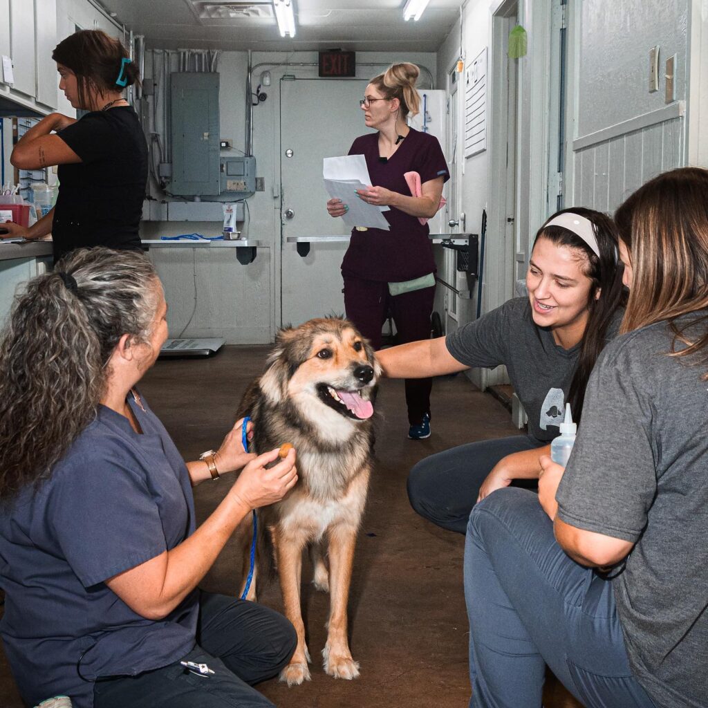 A-Animal Clinic & Boarding Kennel