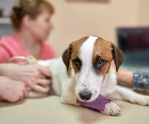 Animal Medical Center Of Kansas City