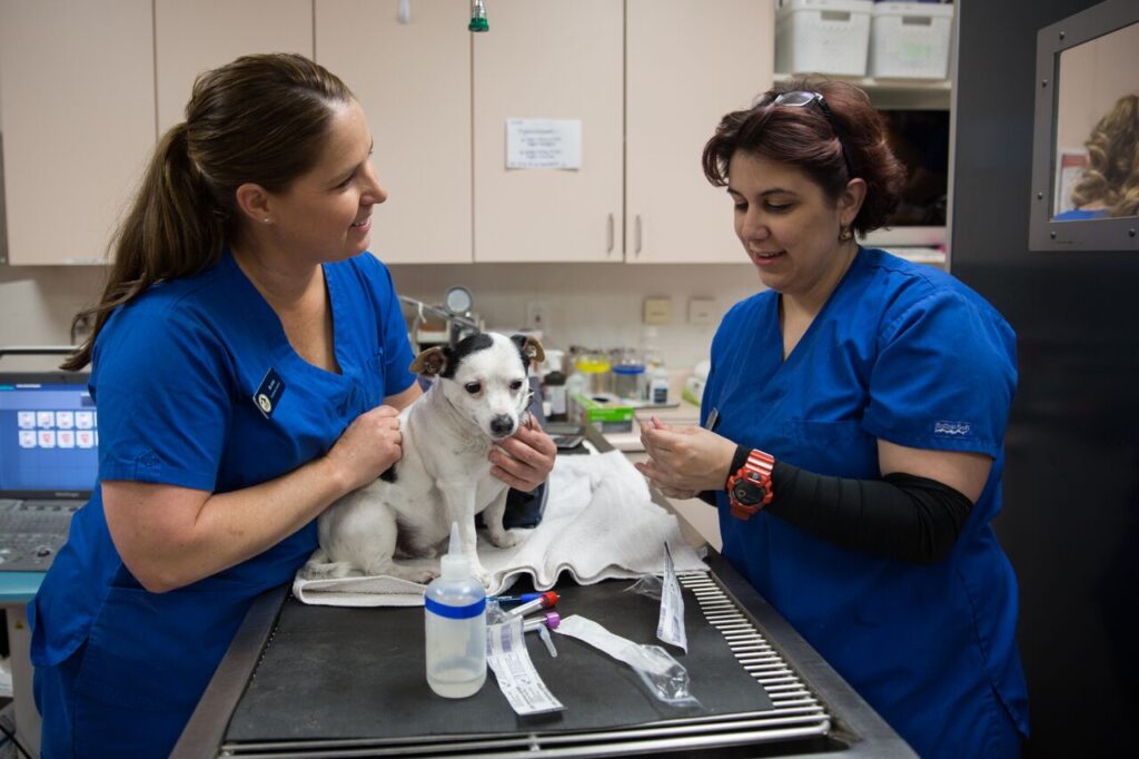 Arden Animal Hospital