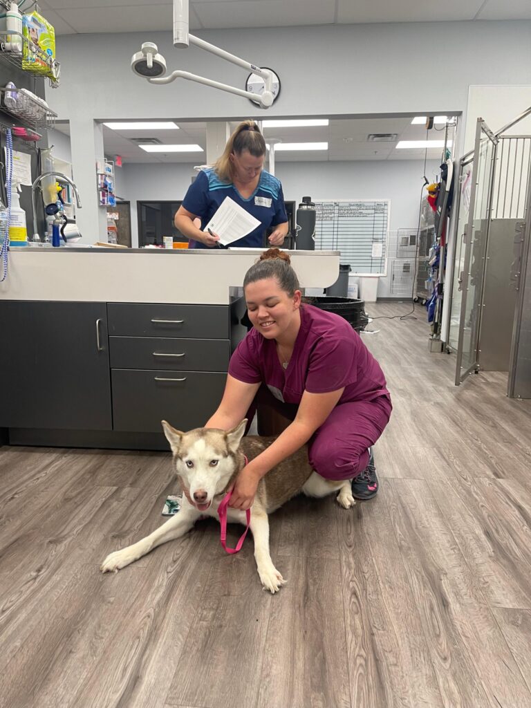 Metro Paws Animal Hospital - Skillman