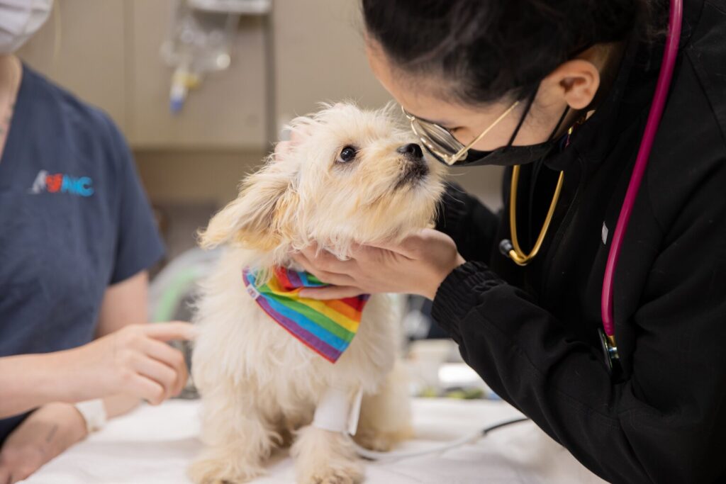 San Francisco Animal Medical Center