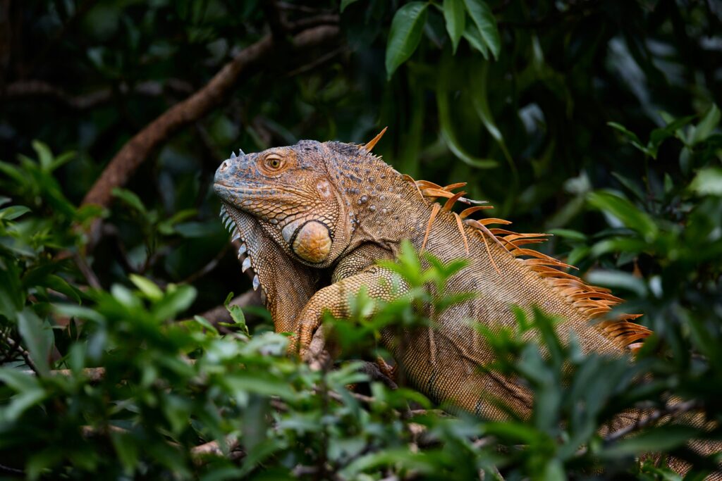 Iguanas