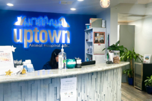 Uptown Animal Hospital