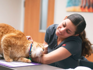 Cabrillo Pet Hospital