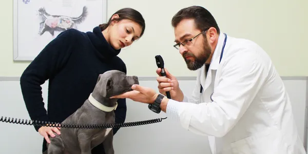 American Veterinary Services