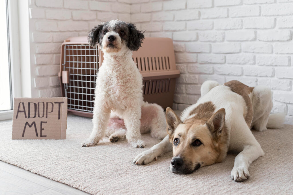 dos perros sentados con un cartel para adoptarlos