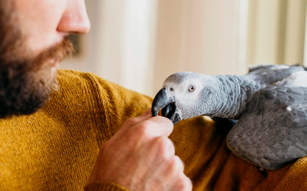 Hombre con un pájaro encima de su brazo mientras muerde su mano