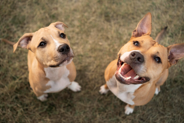 Perros sentados en la grama viendo hacia arriba