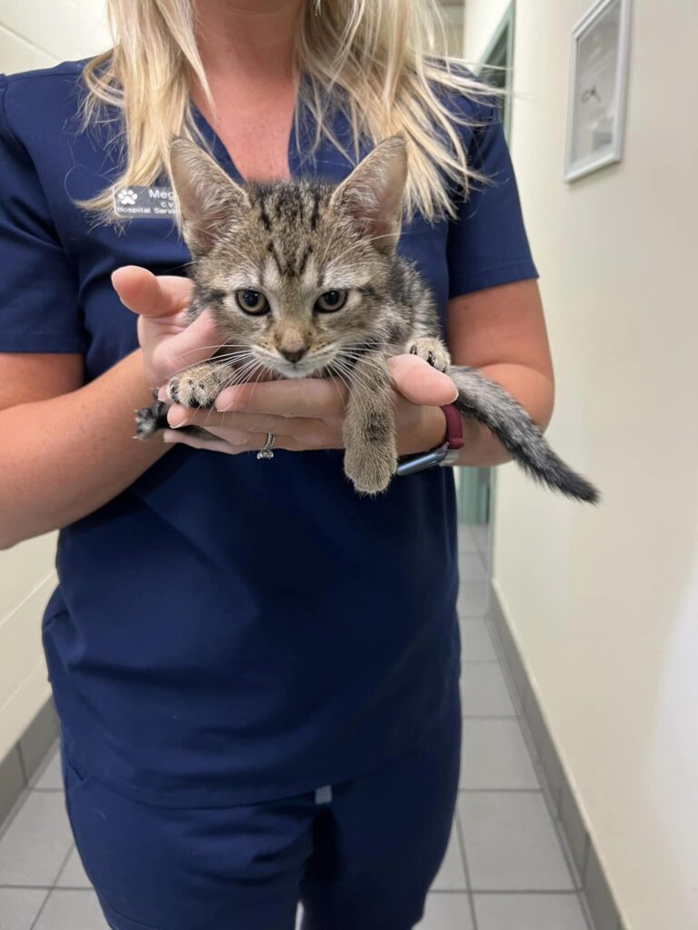 North Florida Animal Hospital