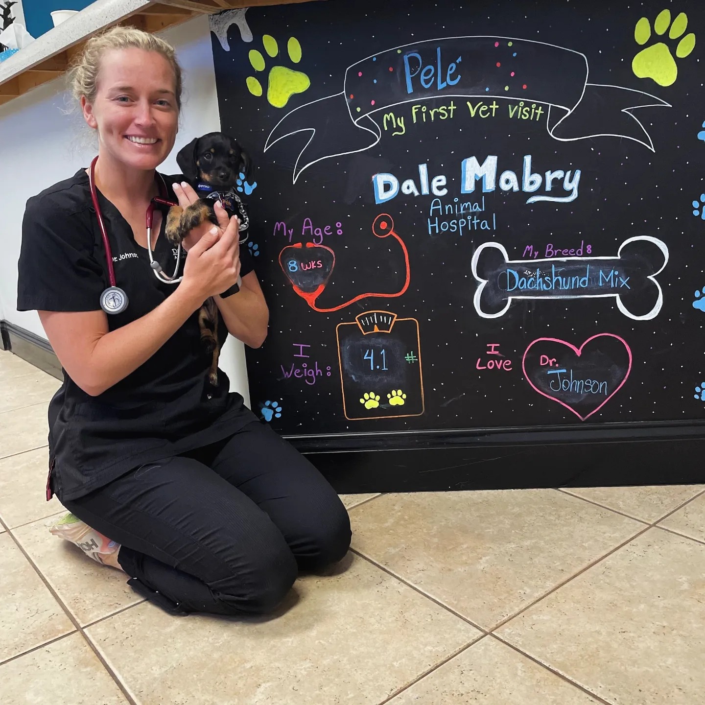 Dale Mabry Animal Hospital