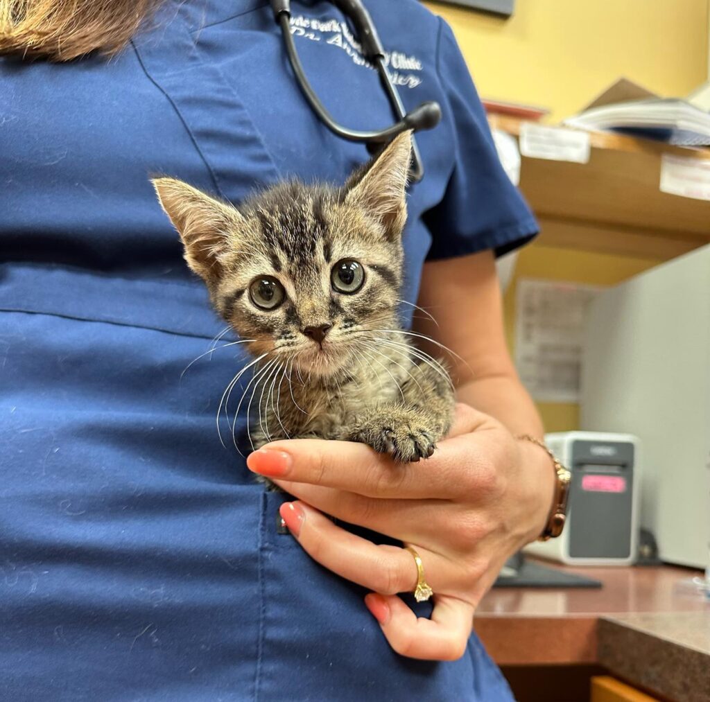 Hyde Park Veterinary Clinic