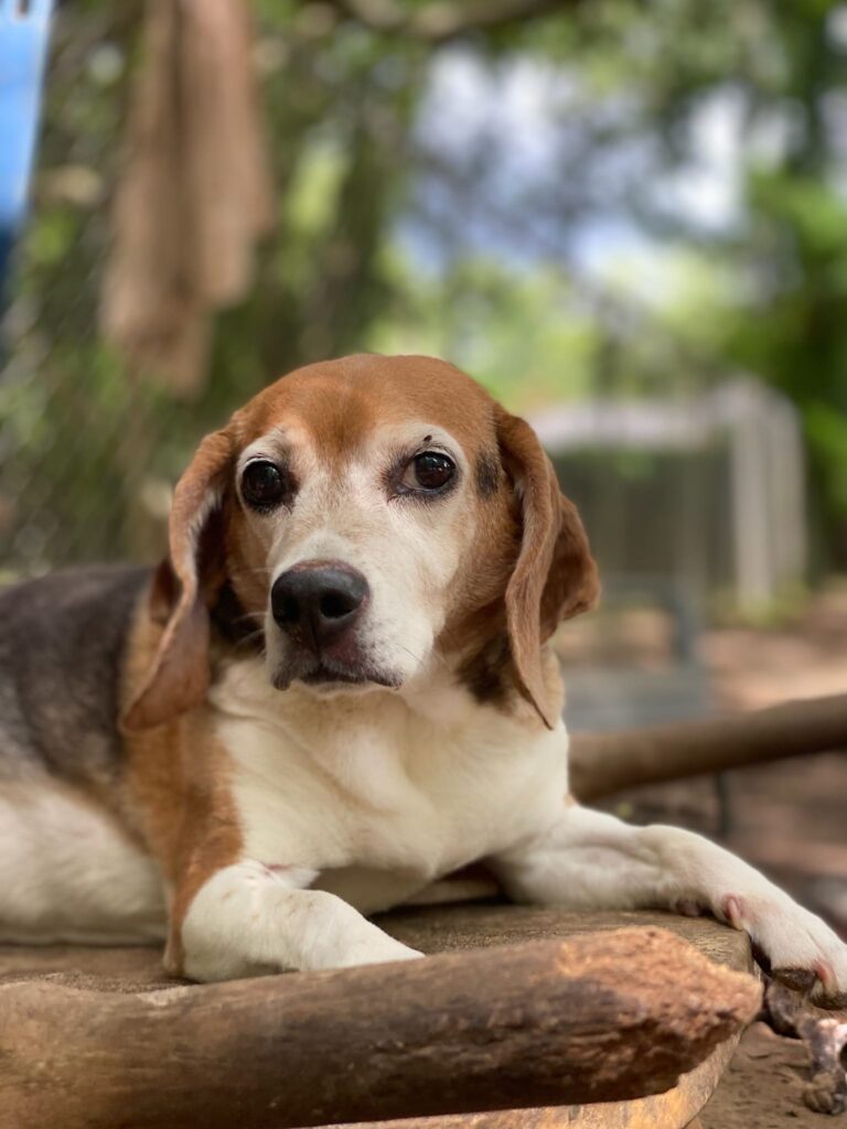 Tallahassee Regional Animal Hospital