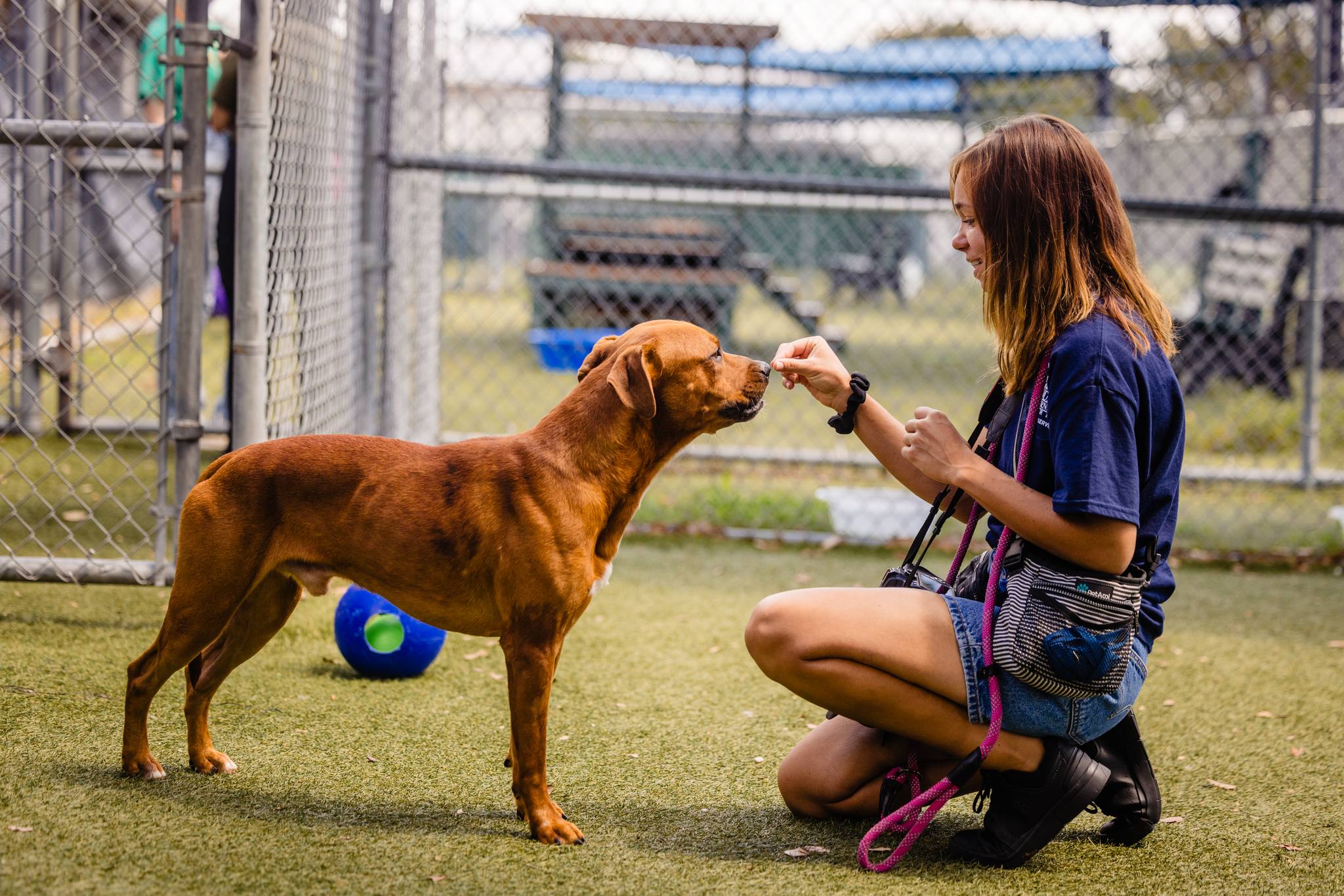 Orange County Animal Services