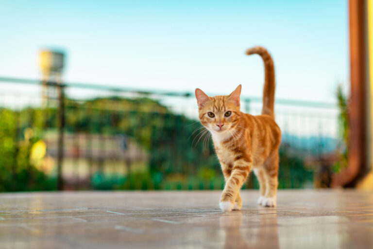 Gato naranja caminando hacia el frente mientras mira la camara