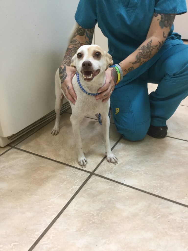 Biloxi Animal Hospital