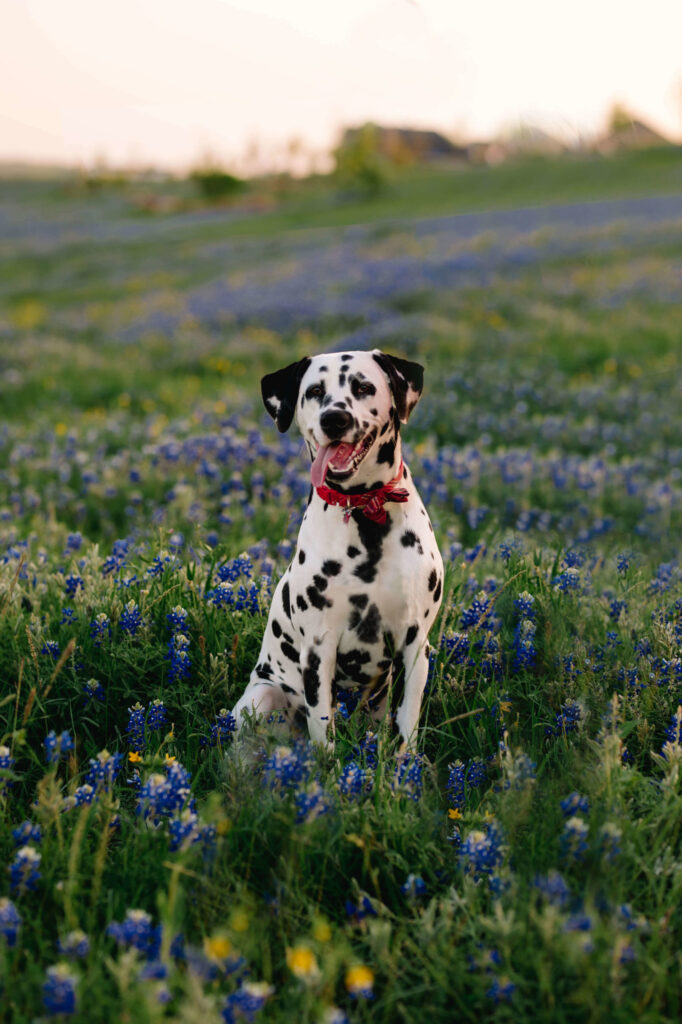 Green Oaks North Pet Hospital