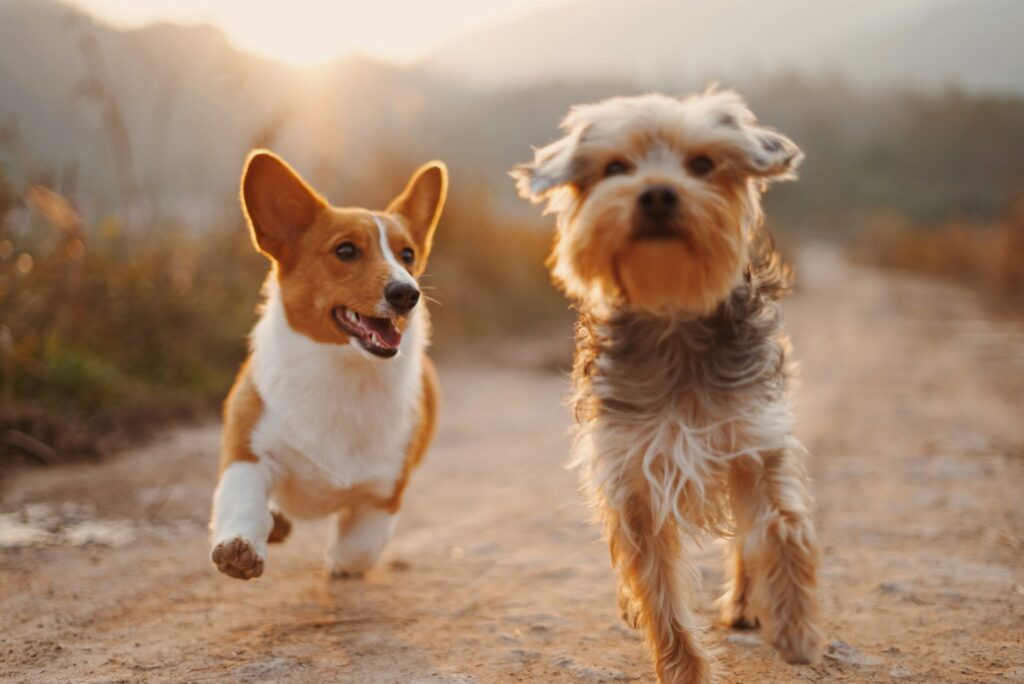 Dos perros caminando hacia el frente