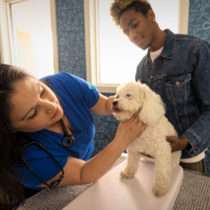 Rochester Community Animal Clinic