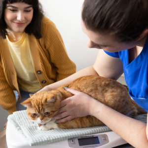 Rochester Community Animal Clinic