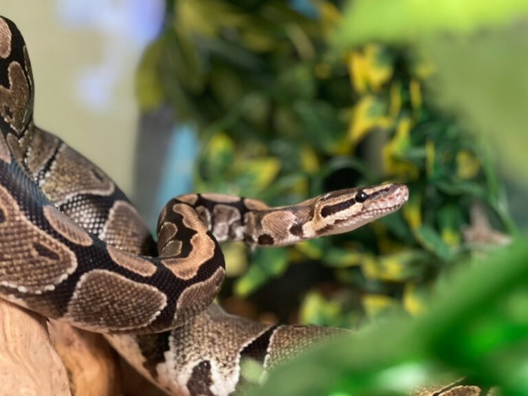 Serpiente erguida rodeada de la naturaleza