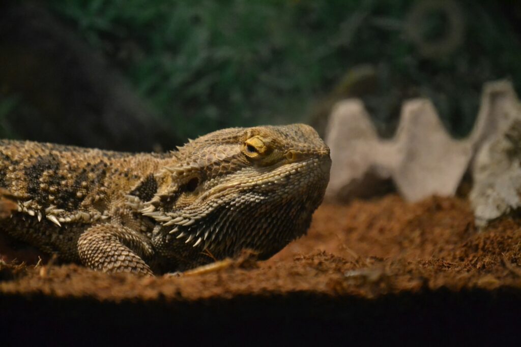 Lagarto en un terrario