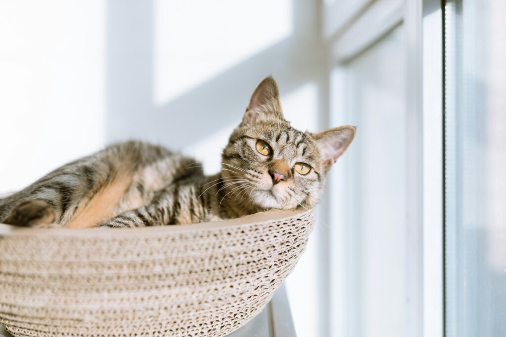 Gato gris con rayas negras acostado en una cesta mientras mira por una ventana