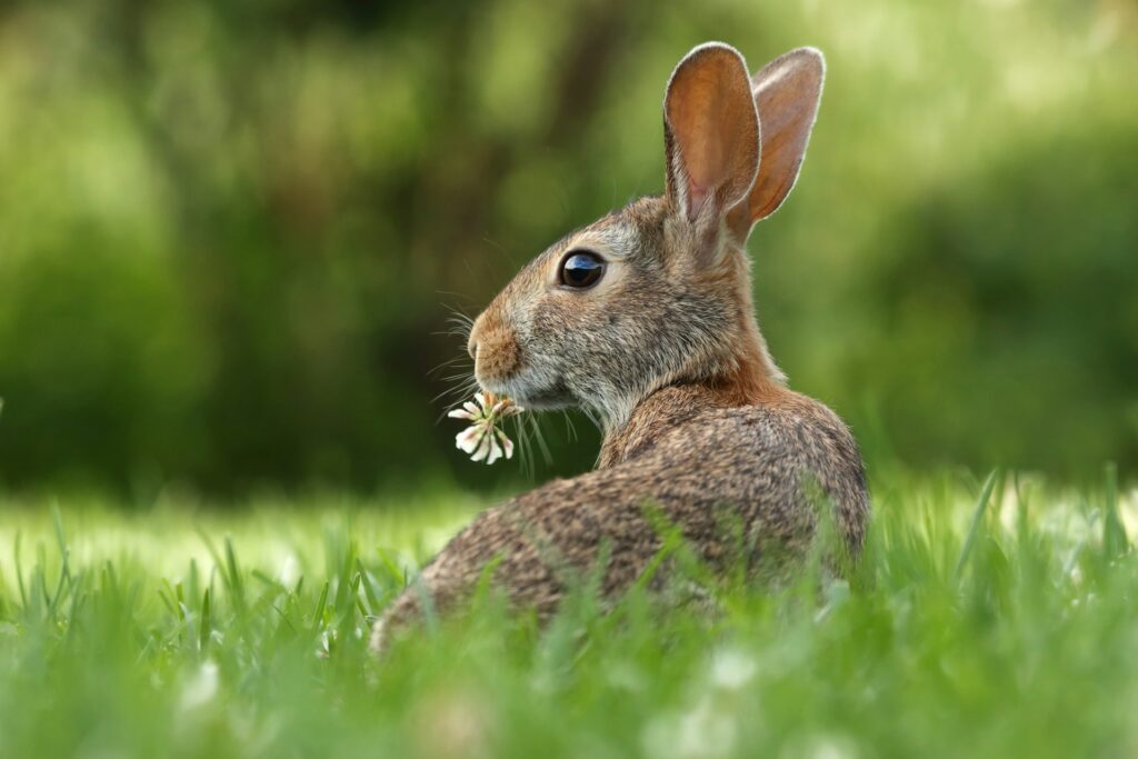 Conejo con una flor en la boca sentado en la grama