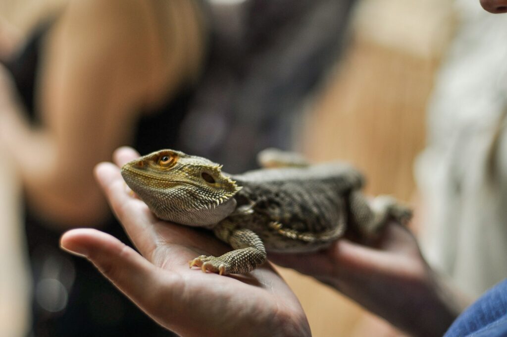 Lagarto encima de las manos de una persona