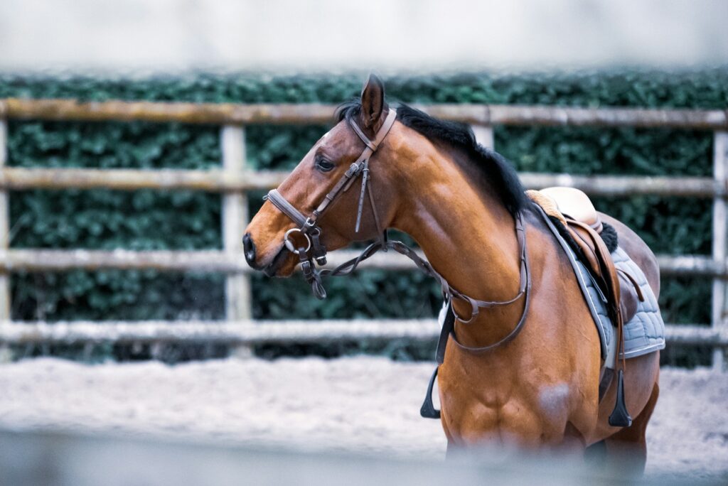 Caballo marron viendo a un lado