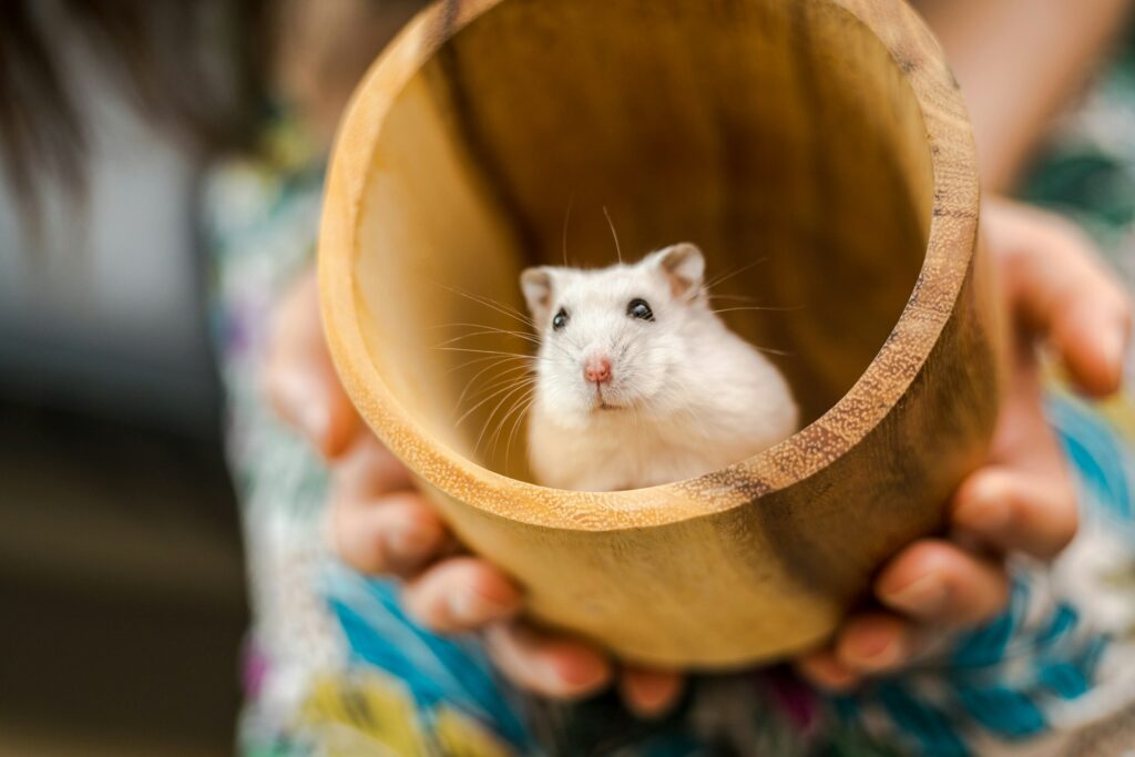 Hamster en una caja de madera en las manos de una persona