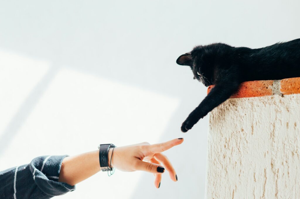 Gato de color negro jugando con su garra mientras toca el dedo de una mujer