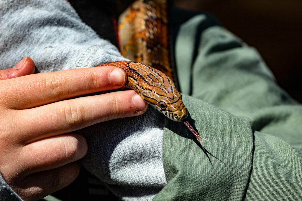 Serpiente encima de los brazos de una persona mientras la toca con los dedos