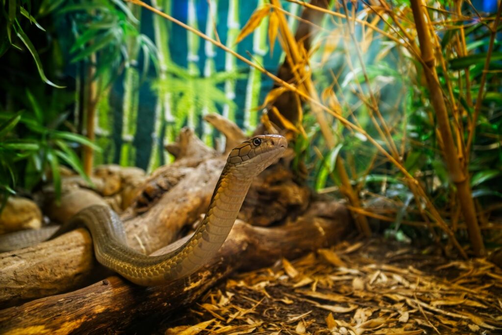 serpiente erguida mirando hacia arriba