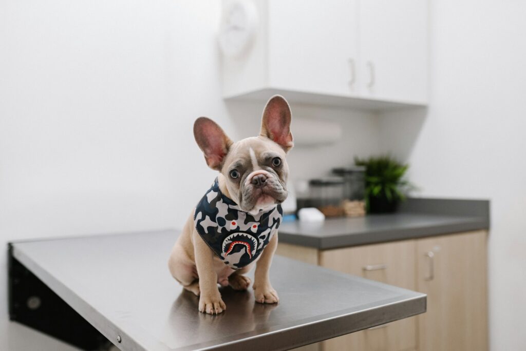 Perro encima de la plancha de atención de un consultorio veterinario