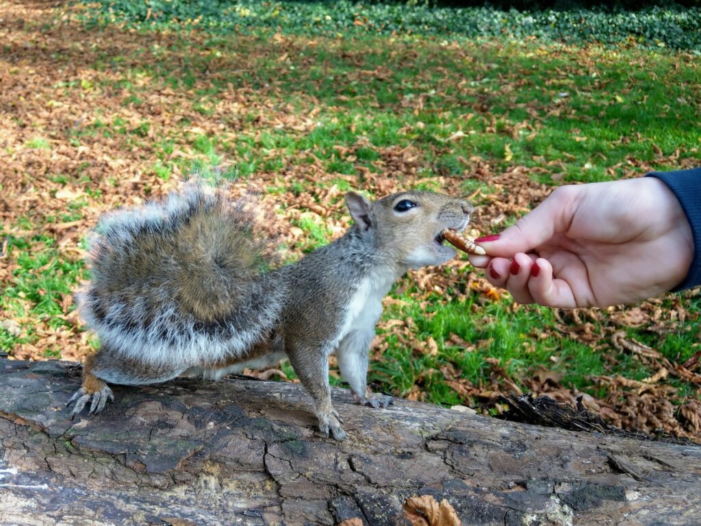 Persona dando de comer a una ardilla en la boca encima de un tronco