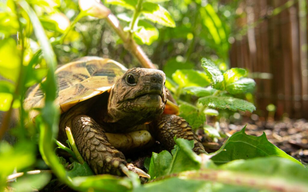 Tortuga caminando alrededor de plantas