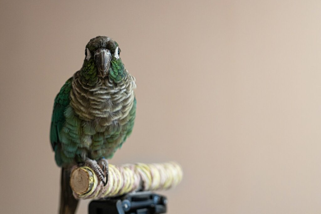 Pájaro encima de una rama viendo hacia la cámara