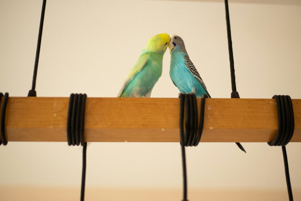 Dos pajaros mirandose fijamente tomados del pico