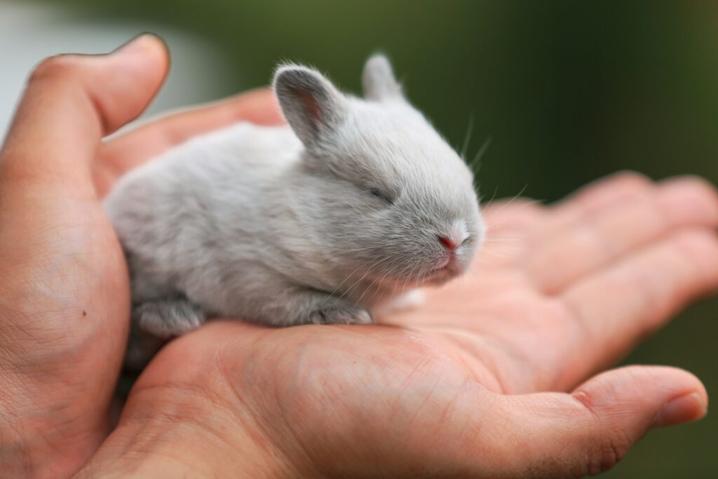 Conejo pequeño de color gris sostenido en las manos de una persona