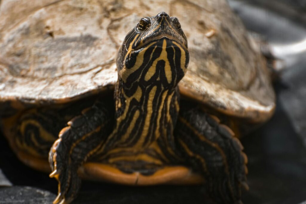 Tortuga de color negro y amarillo viendo hacia el frente