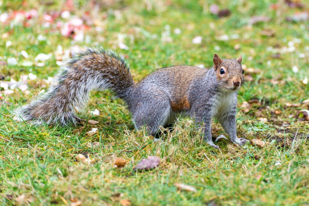 Ardilla parada de cuatro patas en la grama