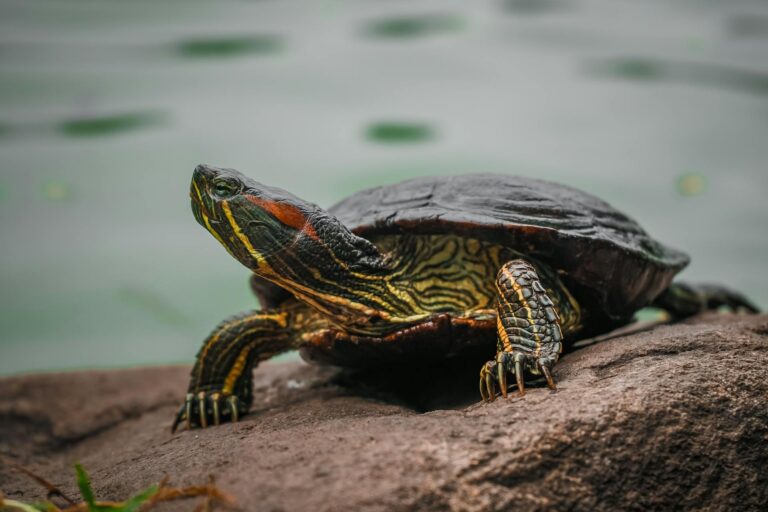 Tortuga parada encima de una roca con agua de fondo