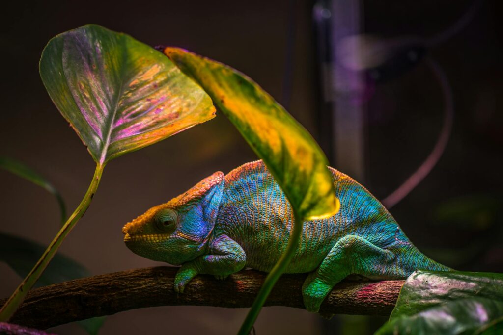 Camaleon usando camuflaje encima de una rama rodeado de hojas