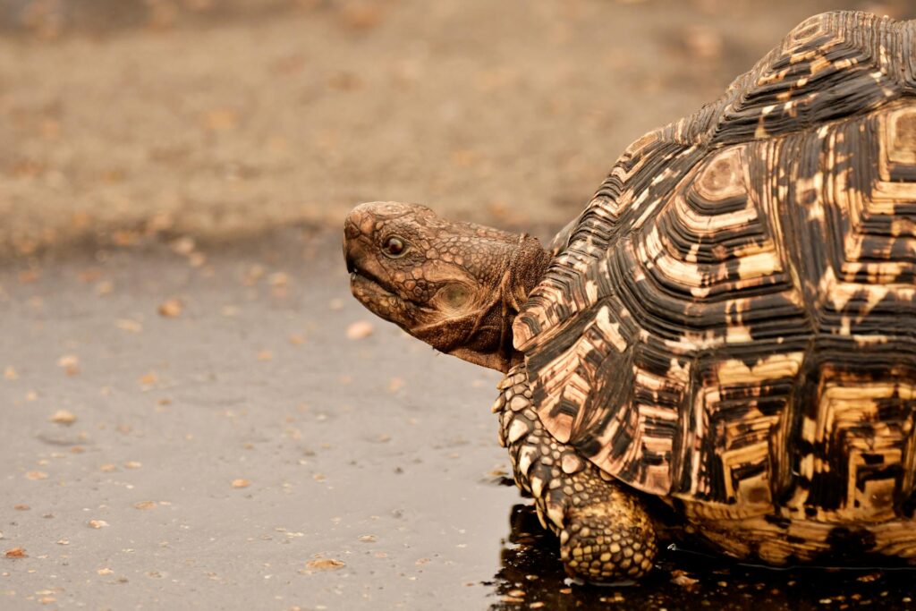 Tortuga parada encima del agua viendo hacia el frente