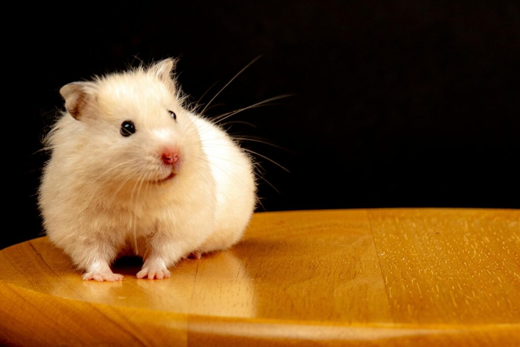 Hamster en una tabla de madera