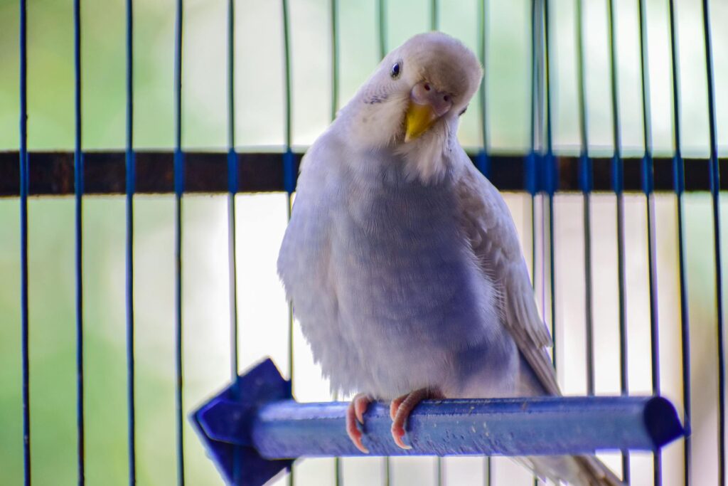 Pájaro encima de una rama de plástico en una jaula mirando hacia la cámara