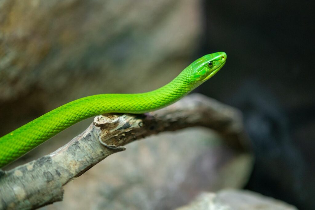 Serpiente erguida de color verde mirando hacia arriba