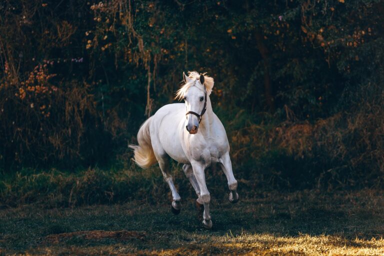 Caballo blanco corriendo en frente