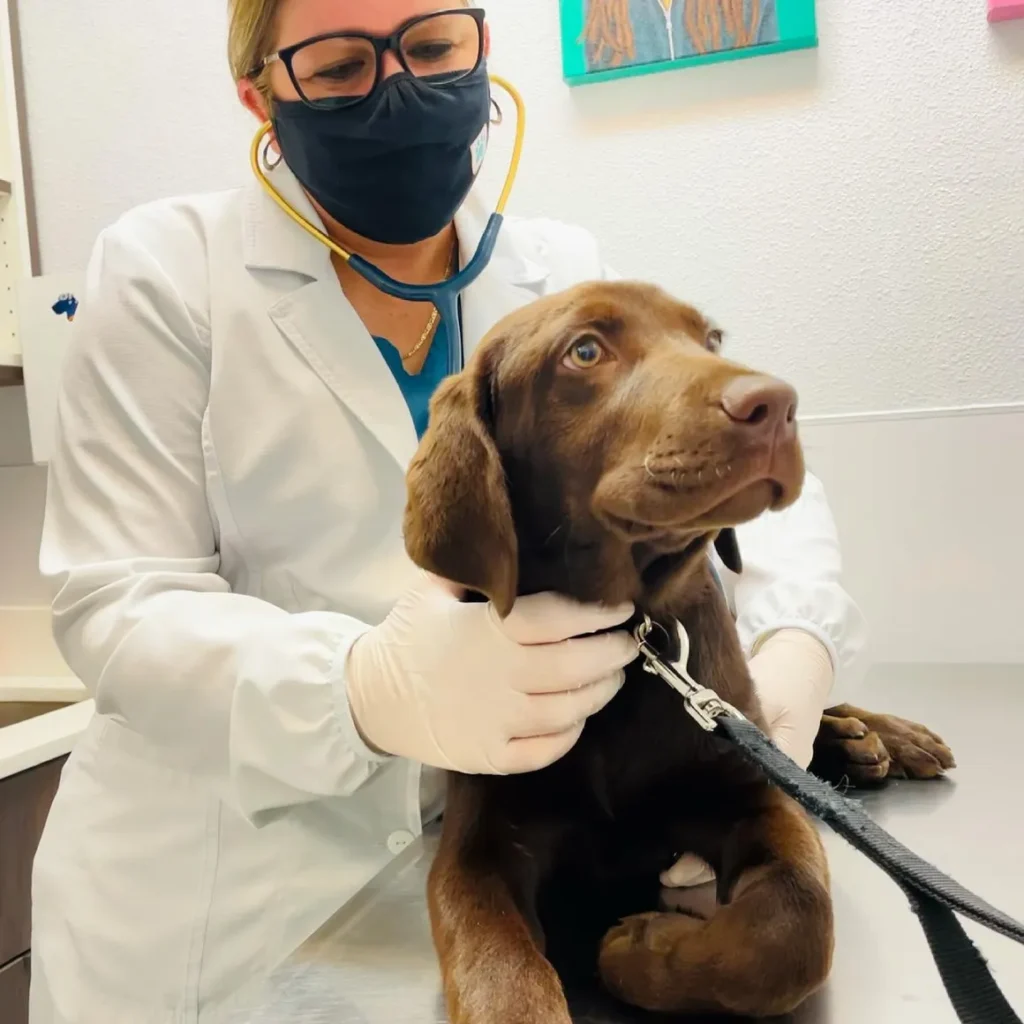 Gardens Animal Hospital